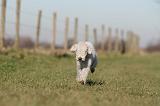 BEDLINGTON TERRIER 185